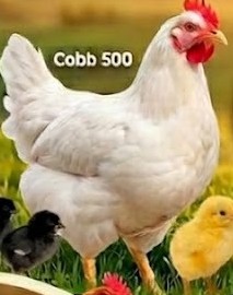 Pollo Cobb 500 blanco con pollitos