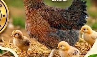 Gallina criolla con pollitos