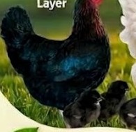 Gallina ponedora negra con pollitos