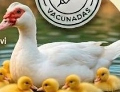 Pata Muscovy con patitos amarillos