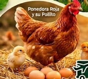 Gallina ponedora roja con huevos